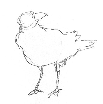 crow-drawing-easy-step-by-step-how-to-draw