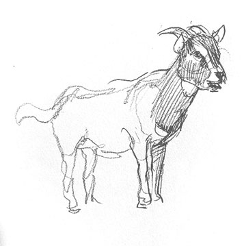 goat-drawing-easy-how-to-draw-step-by-step-outline