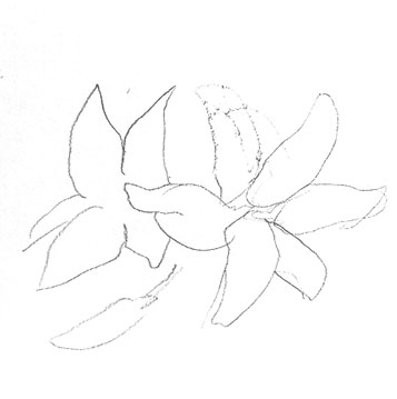 lily-drawing-easy-step-by-step-how-to-draw-outline