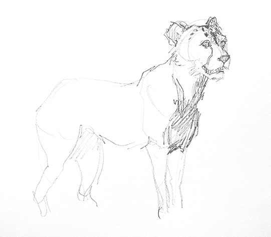 cheetah-drawing-easy-outline-how-to-draw-step-by-step