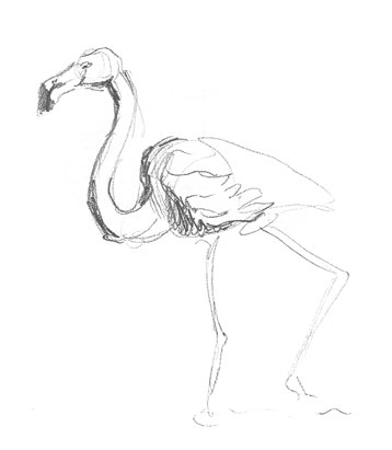 flamingo-drawing-easy-outline-how-to-draw-step-by-step