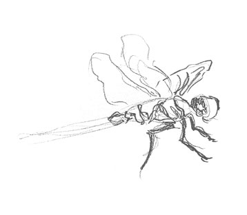 dragonfly-drawing-easy-outline-how-to-draw-step-by-step
