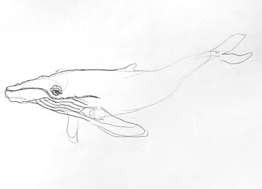whale-drawing-easy-step-by-step-how-to-draw-sketch-sketching-outline