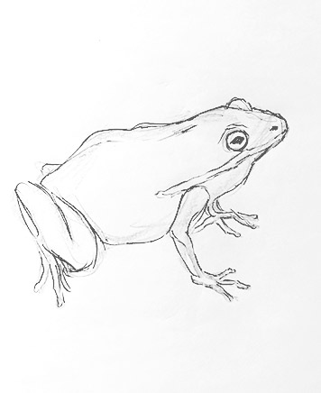 frog drawing-easy-outline-how-to-draw-step-by-step-fun-cute-cool-scary