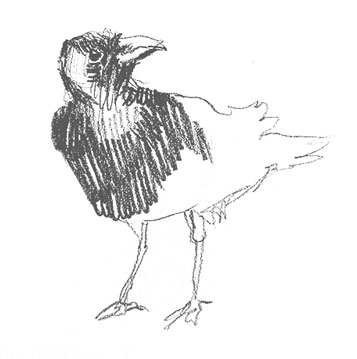 crow-drawing-easy-step-by-step-how-to-draw-outline-simple-quick-fast-fun