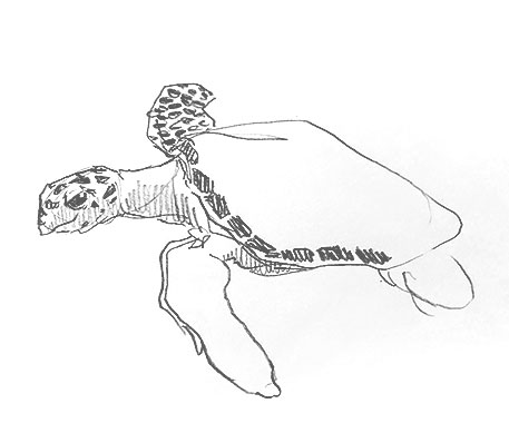 sea-turtle-drawing-easy-how-to-draw-step-by-step-realistic-outline-sketch