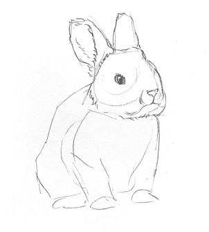 bunny-sketch-drawing-draw-sketching-easy-simple-quick-fast-rabbit-hare