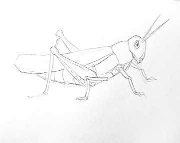 grasshopper-drawing-easy-outline-how-to-draw-step-by-step-fun-cute-cool-scary