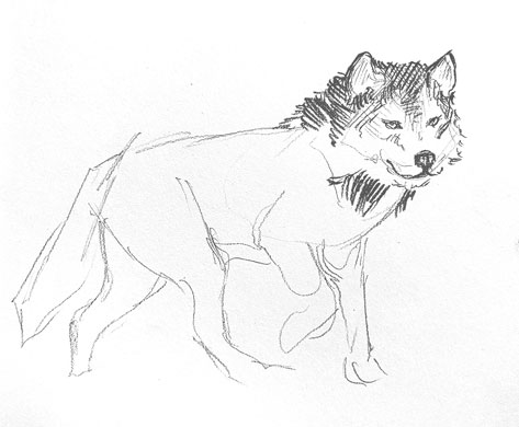 wolf-drawing-easy-step-by-step-outline-how-to-draw-head-sketch-tutorial-dog-hound