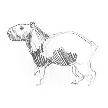 capybara-drawing-easy-step-by-step-how-to-draw-outline-simple-cute-fun-quick-fast