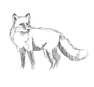 fox-drawing-easy-how-to-draw-step-by-step-outline-sketch-sketching-realistic-foxes
