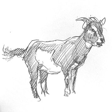 goat-drawing-easy-how-to-draw-step-by-step-outline-sketch-sketching-fun-cute-cool-simple-fast