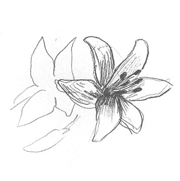 lily-drawing-easy-step-by-step-how-to-draw-outline-sketch-sketching-flower-flowers-beginner-kids
