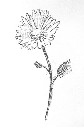 daisy-drawing-flower-outline-easy-how-to-draw-step-by-step-fast-quick-sketch-sketching-flowers-daisies
