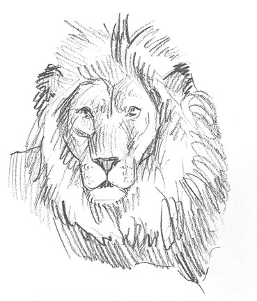 how-to-draw-lion-face-drawing-head-mane-fun-cool-sketch-learn-animal-illustrator-animals-lions-realistic