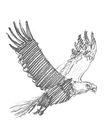 eagle-drawing-easy-outline-how-to-draw-step-by-step-sketch-sketching-bald-america-fun-cute-cool-realistic