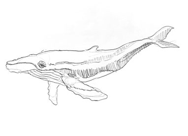 whale-drawing-easy-step-by-step-how-to-draw-sketch-sketching-outline-realistic-simple-fast-quick-whales-fish