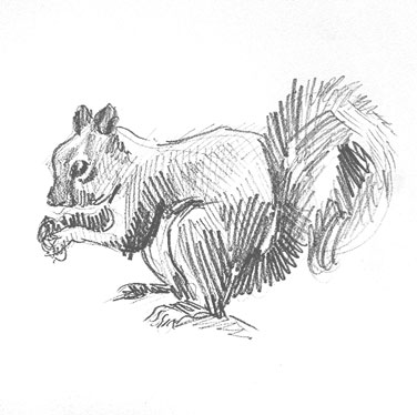 squirrel-drawing-easy-outline-step-by-step-how-to-draw-sketch-sketching-beginner-hard-animals-rodent-chipmunk