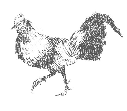chicken-drawing-easy-how-to-draw-step-by-step-sketch-sketching-chickens-farm-fun-cute-cool-realistic-fast-quick