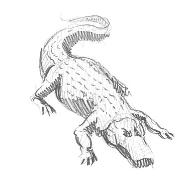 alligator-drawing-easy-outline-how-to-draw-step-by-step-realistic-sketch-sketching-gator-crocodile-lizard-caiman