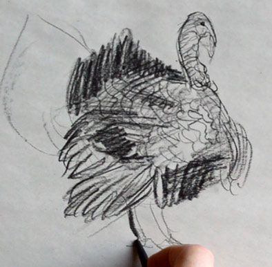 how-to-draw-turkey-step-by-step-easy-drawing-sketching-sketch-tutorial-simple-quick-basic-beginner-art-artwork-fast