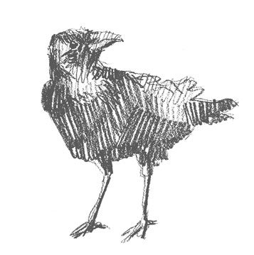 crow-drawing-easy-step-by-step-how-to-draw-outline-simple-quick-fast-fun-kids-beginner-sketch-sketching-art-bird-birds