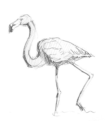 flamingo-drawing-easy-outline-how-to-draw-step-by-step-art-pencil-sketch-sketching-artist-drawer-pink-bird-animal-water