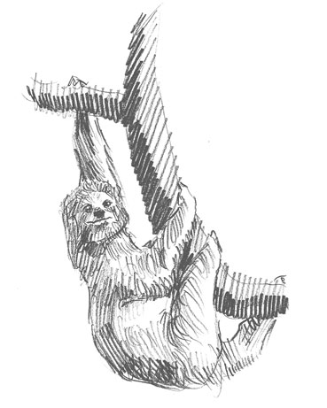 sloth-drawing-easy-how-to-draw-step-by-step-unique-fun-cool-cute-kids-realistic-sketch-sketching-pencil-animals-outline