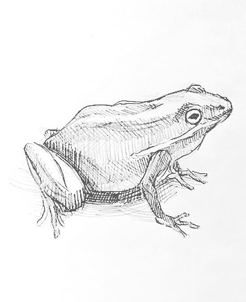 frog drawing-easy-outline-how-to-draw-step-by-step-fun-cute-cool-scary-sketch-pad-art-line-board-online-animated-drawings