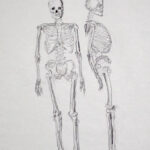 how-to-draw-skeleton-step-by-step-easy-simple-fast-quick-human-anatomy-tutorial-art-lesson-class-beginners-advanced-sketch-drawing-sketching-doodle-basic