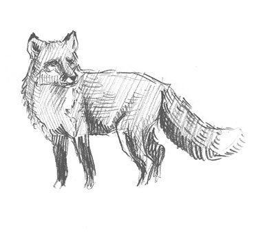 fox-drawing-easy-how-to-draw-step-by-step-outline-sketch-sketching-realistic-foxes-animals-kids-beginners-fast-quick-simple