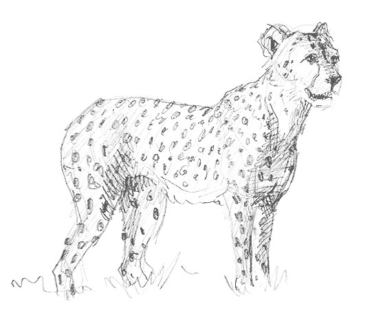 cheetah-drawing-easy-outline-how-to-draw-step-by-step-cat-cats-big-african-fun-cute-cool-fast-speed-run-spots-sketch-sketching