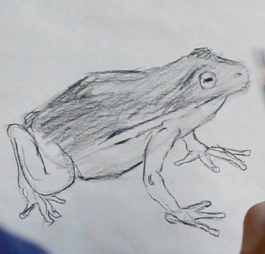 how-to-draw-frog-step-by-step-easy-simple-quick-fast-basic-speed-toad-drawing-sketching-art-artist-animal-reptile-sketch-paint-tutorial