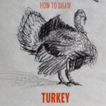 how-to-draw-turkey-step-by-step-easy-drawing-sketching-sketch-tutorial-simple-quick-basic-beginner-art-artwork-fast-draws-turkeys-kids-adult-animal-thanksgiving