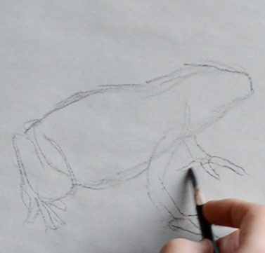 how-to-draw-frog-step-by-step-easy-step-2