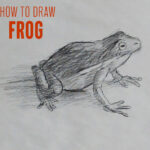 how-to-draw-frog-step-by-step-easy-simple-quick-fast-basic-speed-toad-drawing-sketching-art-artist-animal-reptile-sketch-paint-tutorial-beginner-advanced pencil-artwork-learn-frogs