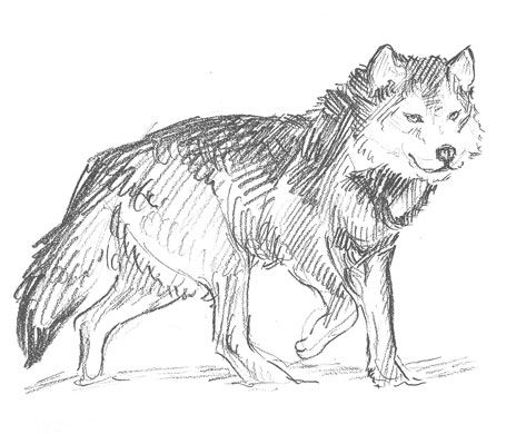 wolf-drawing-easy-step-by-step-outline-how-to-draw-head-sketch-tutorial-dog-hound-artic-winter-howl-moon-werewolf-fur-hunt-furry-simple-fast-quick