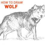 wolf-drawing-easy-step-by-step-outline-how-to-draw-head-sketch-tutorial-dog-hound-artic-winter-howl-moon-werewolf-fur-hunt-furry-simple-fast-quick-kids-beginner-fun-cool-cute