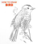 bird-drawing-step-by-step-easy-how-to-draw-birds-fast-simple-animal-sketch-sketching-branch-singing-flying-wings-beginner-kids-fun-illustration-animals-cool-cute