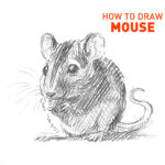 how-to-draw-mouse-easy-step-by-step-rat-marcupial-mice-sketch-sketching-pencil-pen-rats-kids-fun-quick-drawing-shading-realistic-cute-cool-animals-funny-animal-fur-nibble
