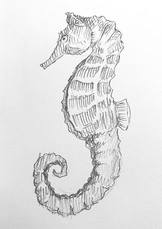 seahorse-drawing-easy-step-by-step-how-to-draw-sea-horse-urchin-fish-ocean-underwater-sketch-sketching-animal-pencil-rough-beach-swim-fishing