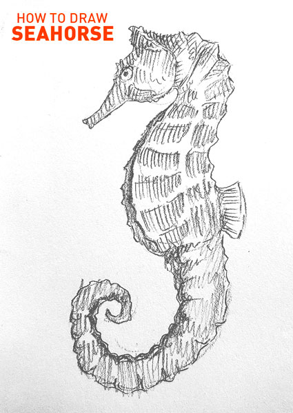 seahorse-drawing-easy-step-by-step-how-to-draw-sea-horse-urchin-fish-ocean-underwater-sketch-sketching-animal-pencil-rough-beach-swim-fishing-cool-cute-fun-fast-hard