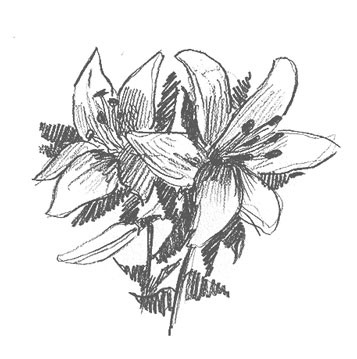 lily-drawing-easy-step-by-step-how-to-draw-outline-sketch-sketching-flower-flowers-beginner-kids-nature-fun-cute-cool-simple-fast