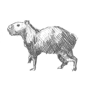 capybara-drawing-easy-step-by-step-how-to-draw-outline-simple-cute-fun-quick-fast-sketch-sketching-drawings-animal-rodent-marsupial