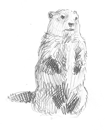 how-to-draw-ground-hog-drawing-funny-cute-cool-fun-sketch-sketching-step-by-step-simple-fast-realistic-steps-animal-furry-beginners