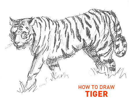 tiger drawing easy outline step by step how to draw big cat sketch sketching realistic beginner kids fun cool cute quick fast real cats tigers animals zoo stripes