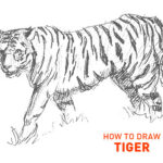 tiger drawing easy outline step by step how to draw big cat sketch sketching realistic beginner kids fun cool cute quick fast real cats tigers animals zoo stripes