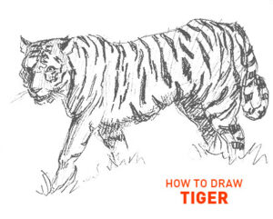 tiger drawing easy outline step by step how to draw big cat sketch sketching realistic beginner kids fun cool cute quick fast real cats tigers animals zoo stripes