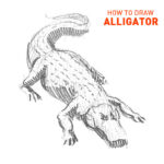 alligator drawing easy outline how to draw step by step realistic sketch sketching gator crocodile lizard caiman beginners kids fun cool cute mean dinosaur real art