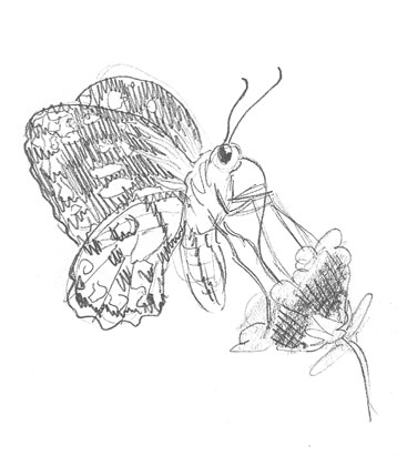 butterfly-drawing-how-to-draw-step-by-step-outline-sketch-butter-fly-realistic-bug-moth-wings-flower-nector-flying-insect-beginner-kids-fun-cool-cute